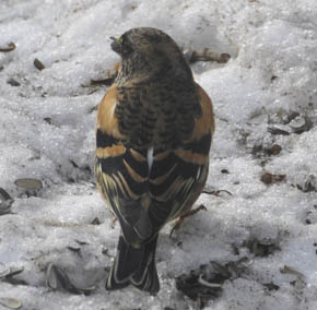Kvkerfinke, Fringilla montifringilla