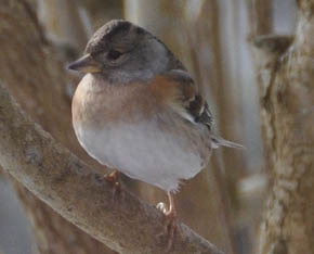 Kvkerfinke, Fringilla montifringilla