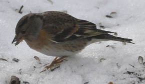 Kvkerfinke, Fringilla montifringilla