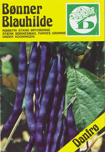 Havebnne, Blauhilde, Phaseolus vulgaris </i>L.<i>