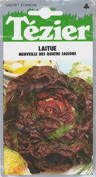 Havesalat, pluksalat, Merveille des quatre saisons, Lactuca sativa </i>L. var. <i>crispa