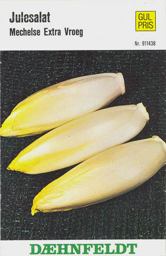 Cikorie, Mechelse Extra Vroeg, Cichorium intybus </i>L.<i>