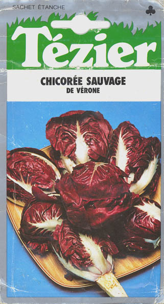 Cikorie, Sauvage de Vrone, Cichorium intybus </i>L.<i>