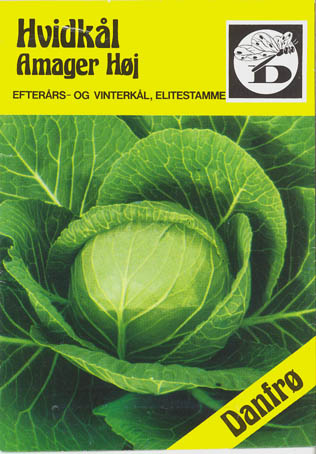 Hvidkl, Amager hj, Brassica oleracea </i>L. var. <i>alba