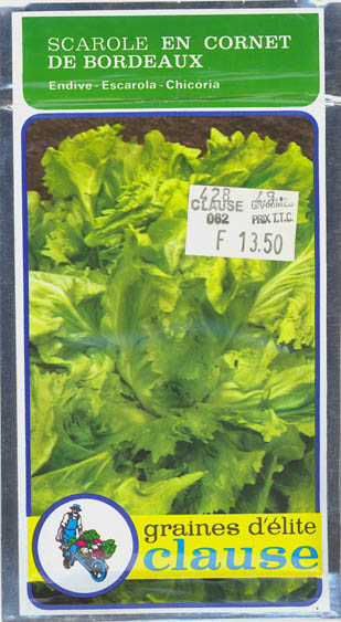 Endivie, Cornet de Bordeaux, Cichorium endivia </i>L.<i>