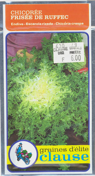 Endivie, Ruffec, Cichorium endivia </i>L.<i>