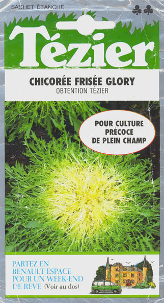 Endivie, Glory, Cichorium endivia </i>L.<i>
