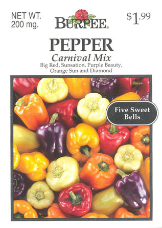 Peberfrugt (Spansk peber), Purple Beauty, Capsicum annuum </i>L.<i>