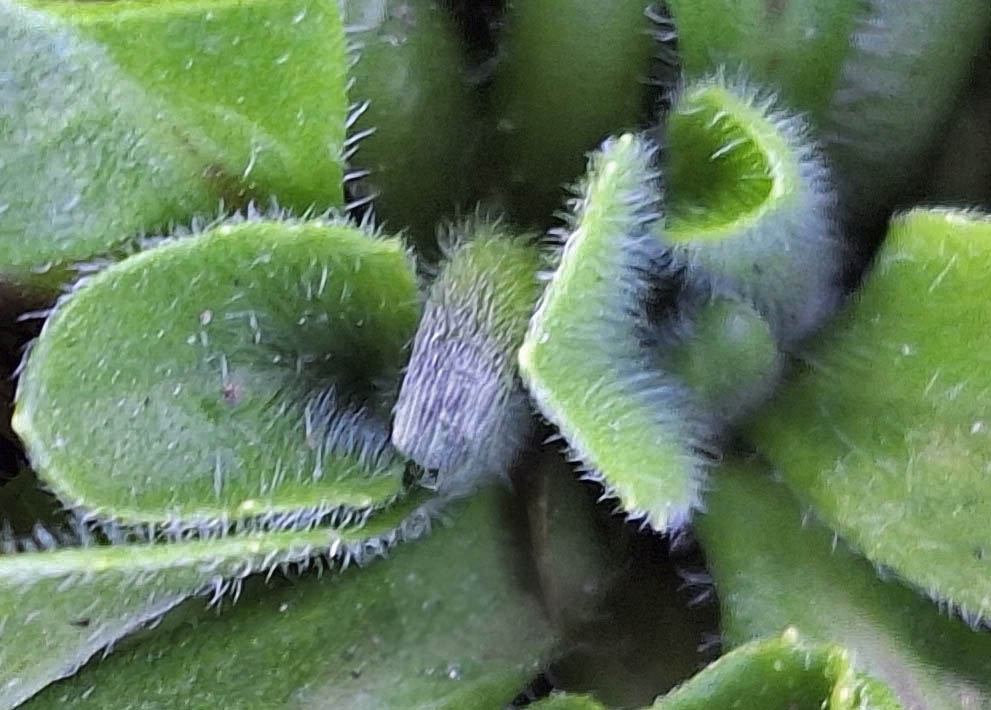 Bellis, tusinfryd blade