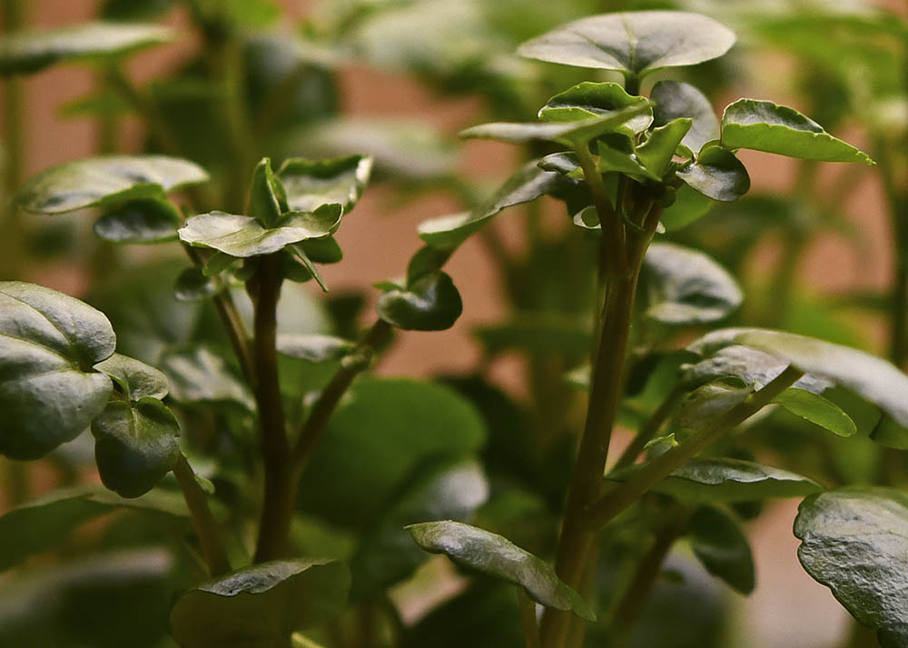 Tykskulpet br�ndkarse