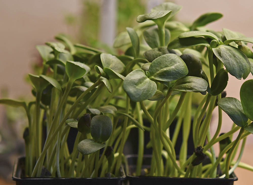 Solsikke mikrogr�nt